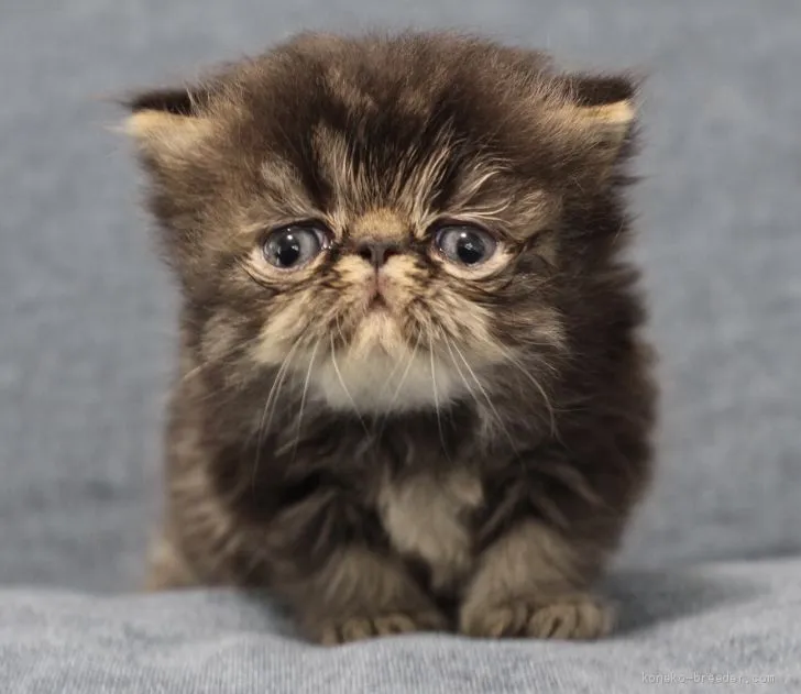 ID：2006-01414の子猫