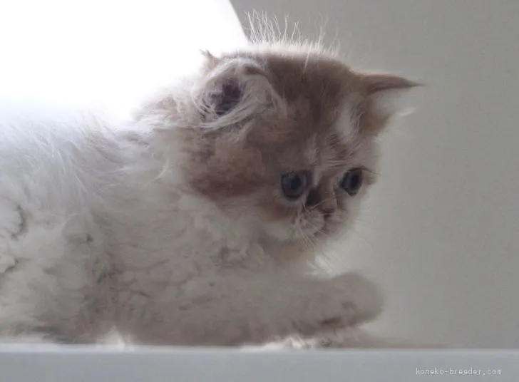 ID：2003-00547の子猫