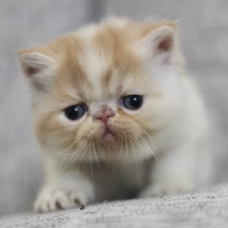 ID:2406-00078の子猫
