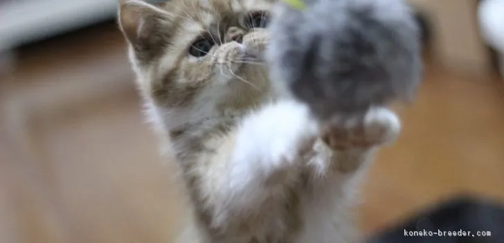 ID：1811-01075の子猫