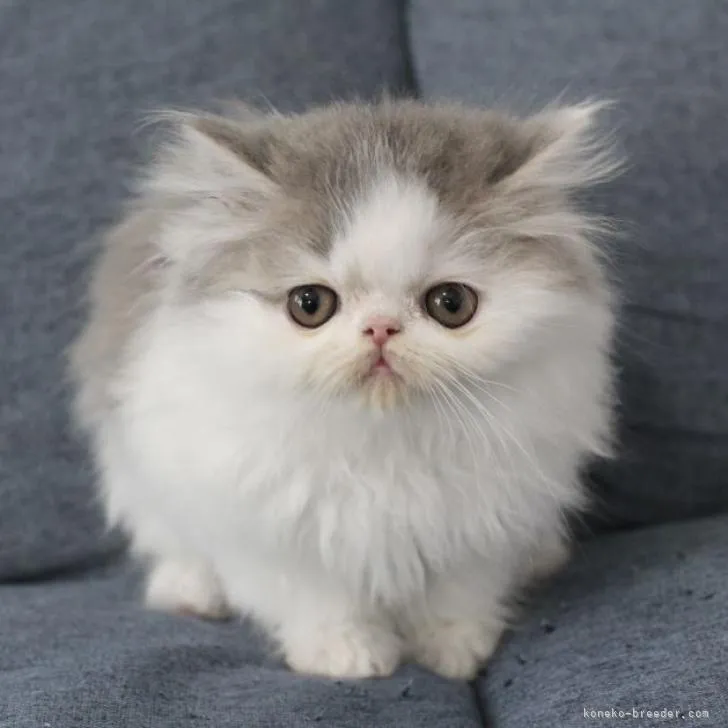 ID:2212-01169の子猫