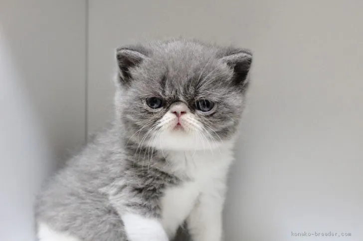 Megkana 様のお迎えした子猫