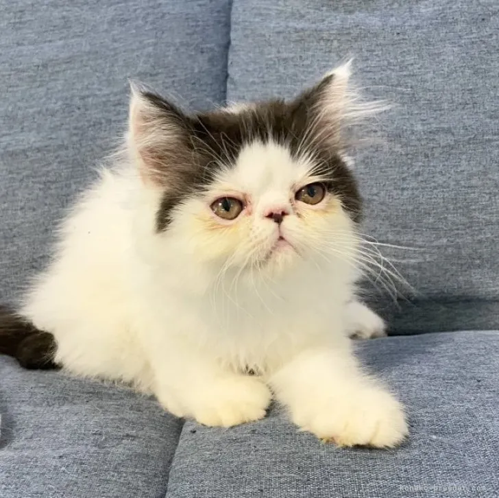 ID:2305-03073の子猫