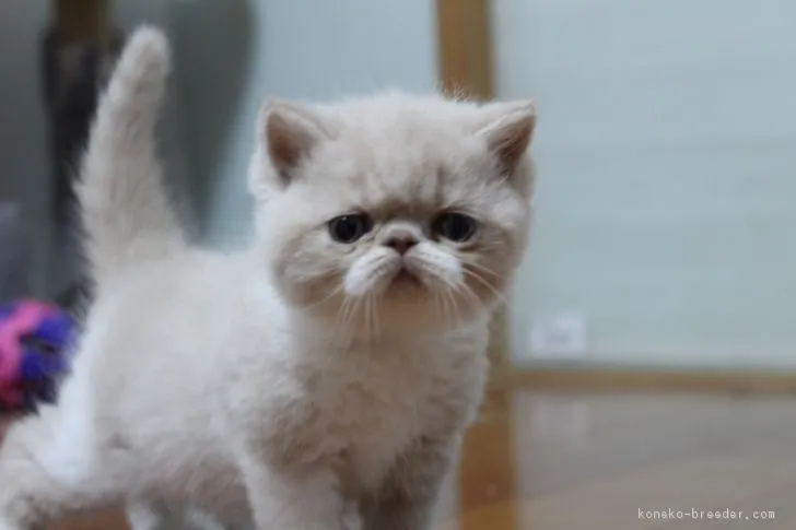 ID：1811-00900の子猫
