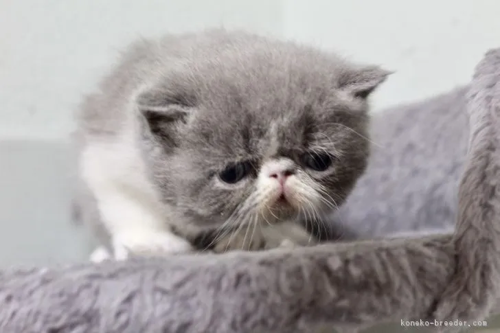 ID:1812-00098の子猫