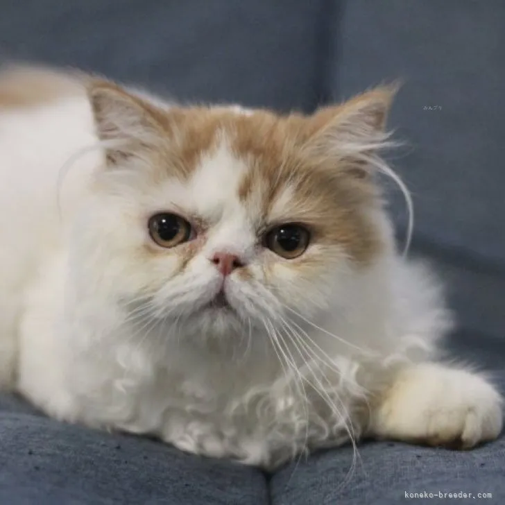 あゆみーな 様のお迎えした子猫