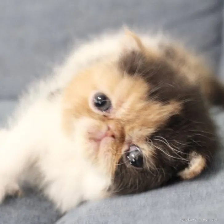 ID：2305-02378の子猫