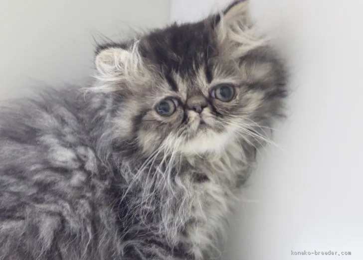 ID:1911-00711の子猫