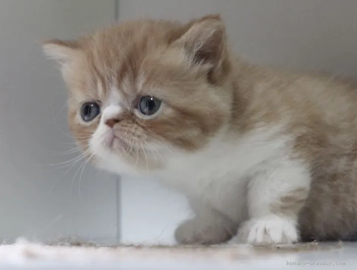 ID:1910-01446の子猫