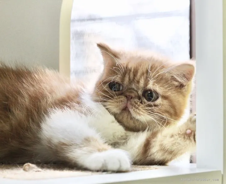 ID：1910-01443の子猫