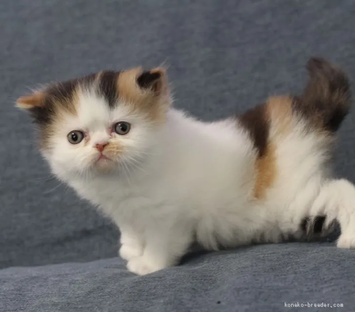ID：2012-00259の子猫