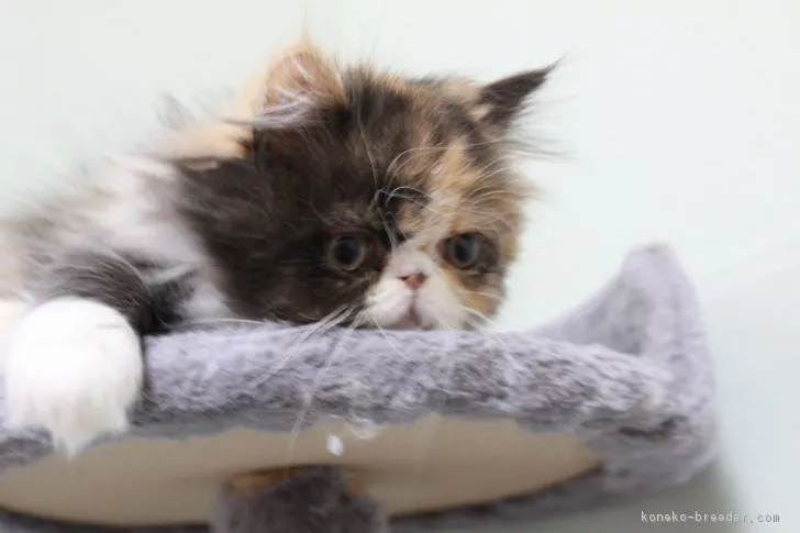 ID：1710-00915の子猫
