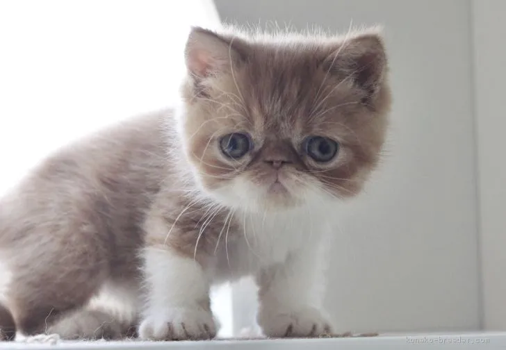 ID:2003-00887の子猫