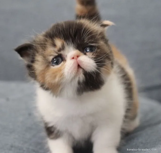 tmtm 様のお迎えした子猫