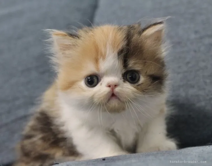 ID：2105-00076の子猫