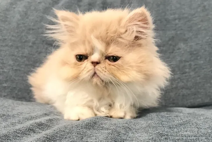 ID：2003-00892の子猫