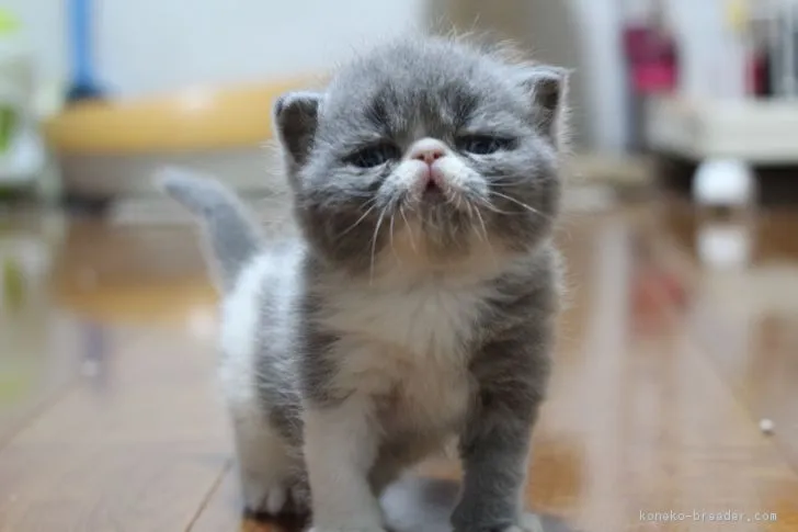 ID：1807-01158の子猫