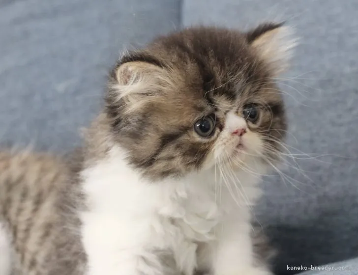 ID：2108-00064の子猫