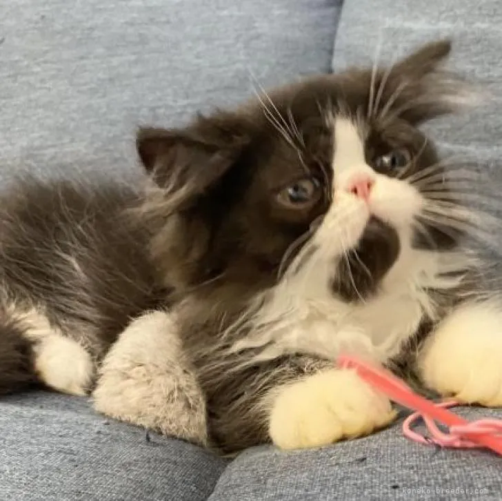 ID：2205-02810の子猫