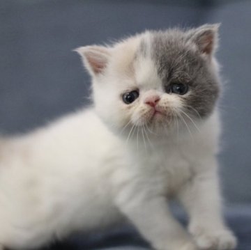 エキゾチックショートヘア【佐賀県・女の子・2023年5月19日・ダイリュートキャリコ】の写真「かわゆい子です♥️」
