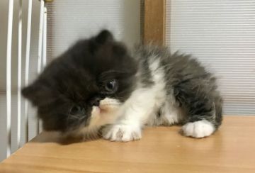 エキゾチックショートヘア【佐賀県・男の子・2018年11月22日・ブラック&ホワイト（ロング）】の写真「イケメン君(*´`)♡」