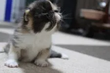 エキゾチックショートヘア【佐賀県・女の子・2017年10月7日・ブラウンパッドタビー&ホワイト】の写真1