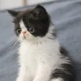 エキゾチックショートヘア【佐賀県・男の子・2023年5月1日・ブラック&ホワイト】の写真1「6/20に撮影♥️」