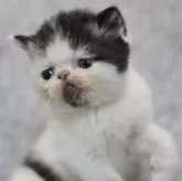 エキゾチックショートヘア【佐賀県・男の子・2024年5月5日・ブラック&ホワイト】の写真1