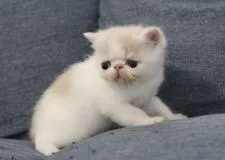 エキゾチックショートヘア【佐賀県・男の子・2022年2月17日・クリーム&ホワイト】の写真1