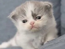 エキゾチックショートヘア【佐賀県・男の子・2020年5月29日・ブルー&ホワイト】の写真1