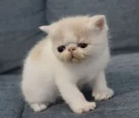 エキゾチックショートヘア【佐賀県・男の子・2022年2月17日・クリーム&ホワイト】の写真2