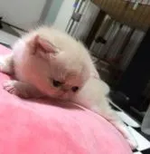 エキゾチックショートヘア【佐賀県・女の子・2017年7月24日・クリーム&ホワイト】の写真2