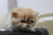 エキゾチックショートヘア【佐賀県・女の子・2018年1月5日・レッドタビー&ホワイト】の写真2