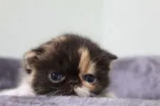 エキゾチックショートヘア【佐賀県・女の子・2017年10月7日・ブラウンパッドタビー&ホワイト】の写真2