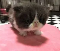 エキゾチックショートヘア【佐賀県・男の子・2017年7月24日・ブラック&ホワイト】の写真3