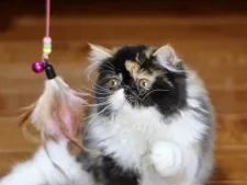 エキゾチックショートヘア【佐賀県・女の子・2019年4月7日・キャリコ】の写真3