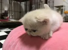 エキゾチックショートヘア【佐賀県・女の子・2017年7月24日・クリーム&ホワイト】の写真3