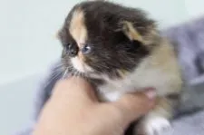 エキゾチックショートヘア【佐賀県・女の子・2017年10月7日・ブラウンパッドタビー&ホワイト】の写真3「かなりのぺちゃぺちゃ(◦ˉ ˘ ˉ◦)」