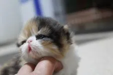 エキゾチックショートヘア【佐賀県・女の子・2017年10月7日・キャリコ】の写真4