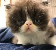 エキゾチックショートヘア【佐賀県・男の子・2017年7月24日・ブラック&ホワイト】の写真4