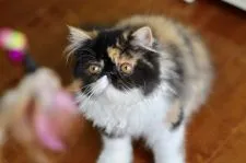 エキゾチックショートヘア【佐賀県・女の子・2019年4月7日・キャリコ】の写真4