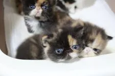 エキゾチックショートヘア【佐賀県・女の子・2017年10月7日・ブラウンパッドタビー&ホワイト】の写真5