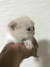 エキゾチックショートヘア【佐賀県・女の子・2017年7月24日・クリーム&ホワイト】の写真5