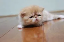 エキゾチックショートヘア【佐賀県・女の子・2018年1月5日・レッドタビー&ホワイト】の写真5