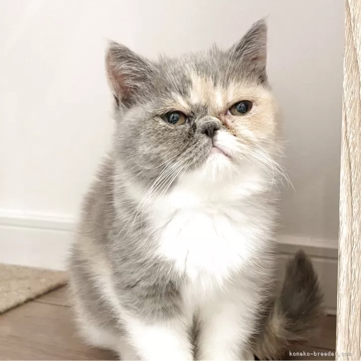 エキゾチックショートヘア【佐賀県・女の子・2025年7月2日・ダイリュートキャリコ】の写真1