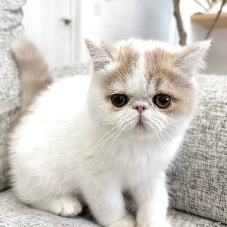 Y.Y 様のお迎えした子猫