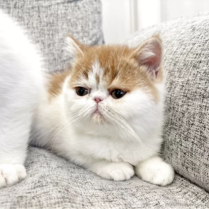 ID：2507-01821の子猫