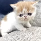 エキゾチックショートヘア