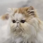 エキゾチックショートヘア