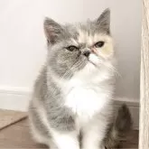 エキゾチックショートヘア